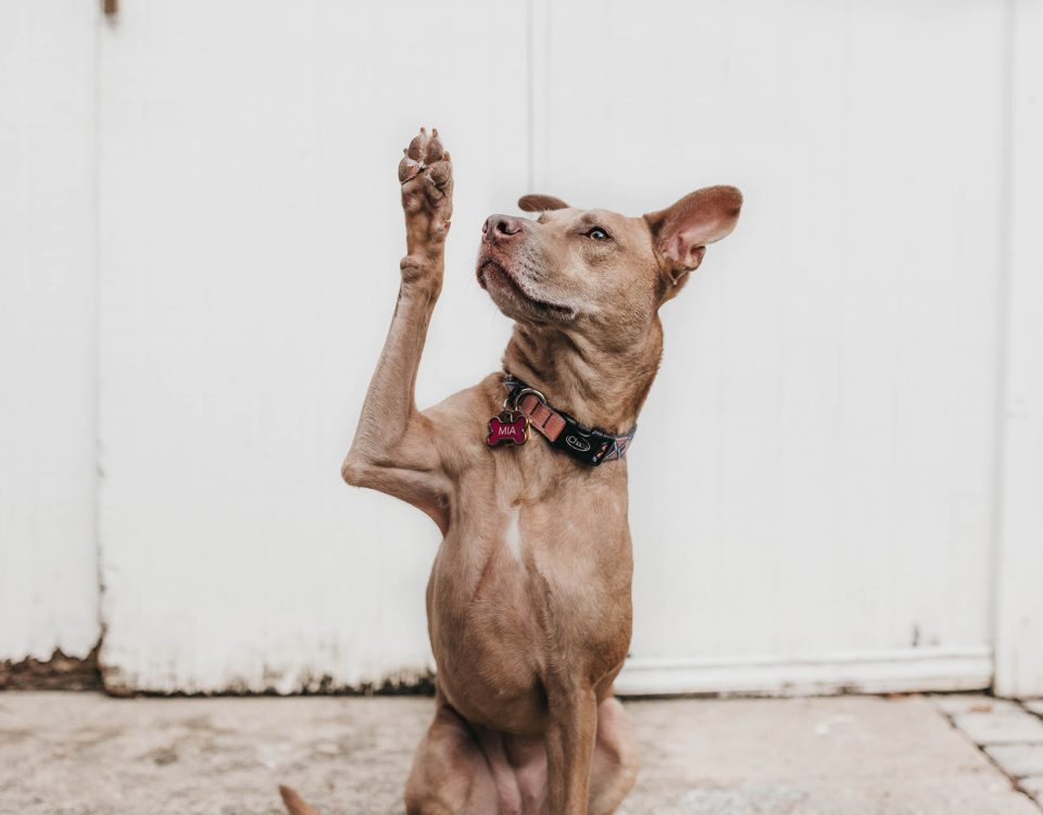 Adoptar-un-perro