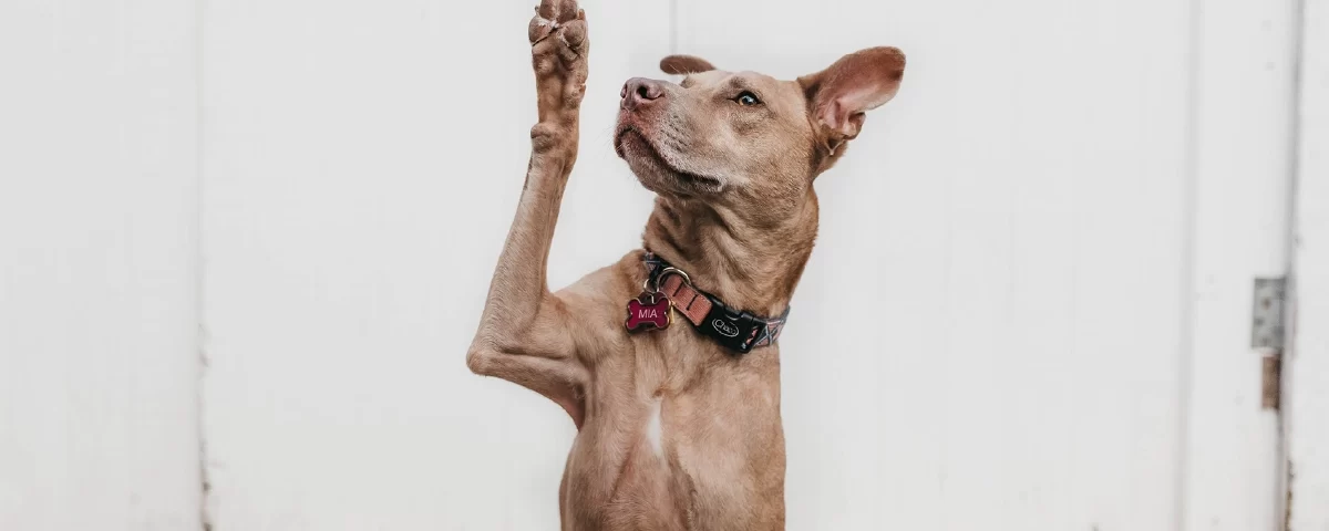 Perro Adoptadar