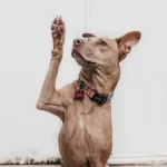 Perro Adoptadar