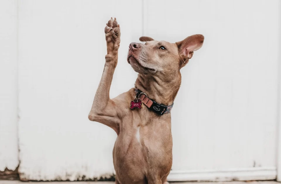 Perro Adoptadar